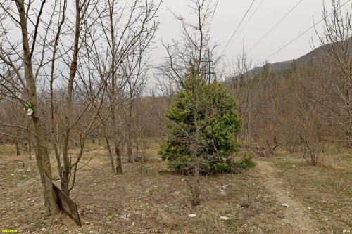 Восточно-Геленджикский лес