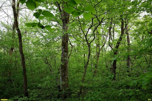 Бугайский лес