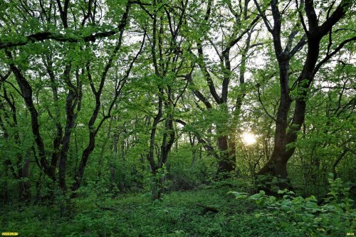 Бугайский лес