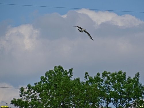 Чайка над зелёной зоной в с.Владимировка (3)
