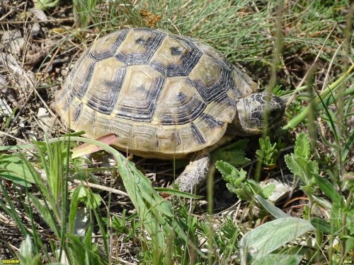Краснокнижная черепаха Никольского на территории Верхнебаканской степи