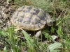 Краснокнижная черепаха Никольского на территории Верхнебаканской степи