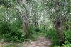 Огромные деревья тополя белого в зелёной зоне в х.Ленинский (2)