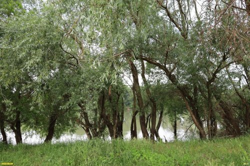 Плакучие ивы на берегу Кубани в зелёной зоне в х.Нечаевский (1)
