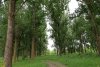Величественный парковый лес в зелёной зоне в х.Свободный (1)