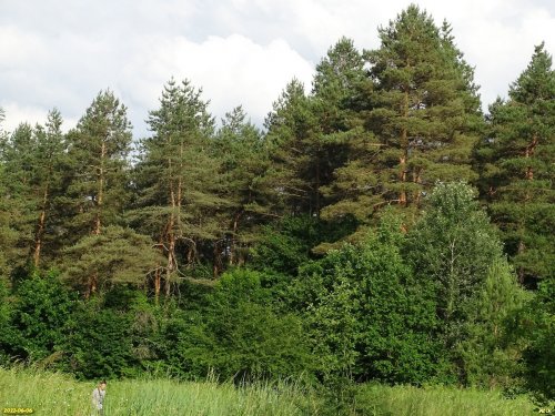 Припшехский лес (г.Апшеронск)