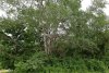 Гигантские деревья тополя белого в зелёной зоне в п.Новый (1)