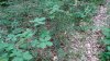Поросль сосны и дуба в Синегорском лесу