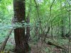 Синегорский лес