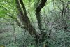 "Заколдованный" лес в зелёной зоне в п.Синегорск (2)