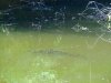 Стайка рыб в водоёме в зелёной зоне в ст.Холмская (10)