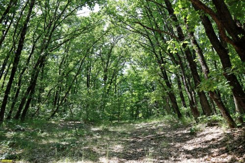 Дубово-ясеневый лес в южной части Урочища Горки