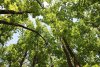 Молодой дубовый лес в северной части Урочища Горки
