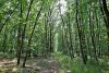 Молодой дубовый лес паркового типа в северной части Урочища Горки