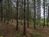 Бужоро-Кодзорский лес