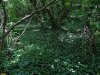 Бужоро-Кодзорский лес
