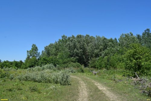 Саратовский тополиный лес