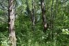 Саратовский тополиный лес
