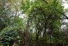 Бугундырский лес
