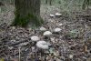 Съедобные грибы зонтики в Урочище Бугулька