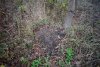 Большой живой муравейник в Мингрельском лесу