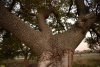 Потенциальная ООПТ "4 дерева дуба ножкоцветного" в х.Краснооктябрьский