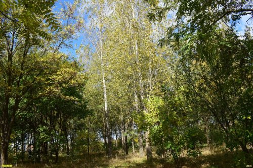 Клён бальзамический в зелёной зоне в ст.Калининской (2)