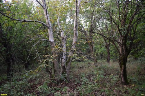 Восточно-Журавлёвский лесопарк