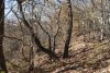 Гай-Кодзорский лес, южный склон