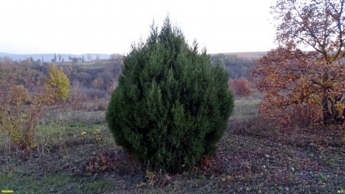 Гай-Кодзорский лес, западная часть
