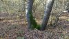 Бужоро-Кодзорский лес: восточная часть, крутой склон
