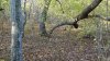 Бужоро-Кодзорский лес: восточная часть, плакор