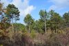 Бужоро-Кодзорский лес: восточная часть, шибляк и сосны