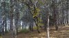Бужоро-Кодзорский лес: западная часть, сосновый лес
