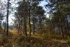 Бужоро-Кодзорский лес: западная часть, сосновый лес