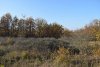 Южно-Гостагаевский лес: центральная поляна
