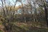 Южно-Гостагаевский лес: северная часть