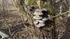 Большой остров: так растут грибы вёшенки в природных условиях