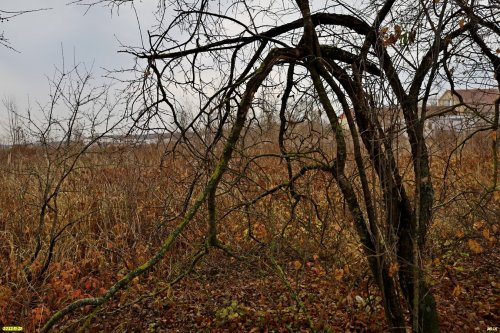 Зелёная зона в п.Новопетровский (3)