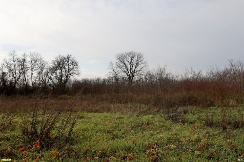 Зелёная зона в п.Новопетровский (4)