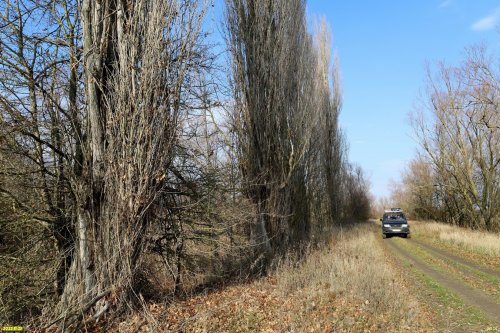 Зелёная зона в п.Новопетровский (5)