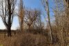 Зелёная зона в п.Новопетровский (5) вокруг заросшего пруда