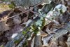 Гриб-трутовик, мох и лишайник в Долине реки Чибрик