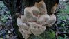 Древесный гриб трутовик лучевой в Подгорной балке