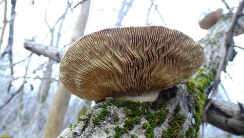 Древесный гриб вешенка в Долине Балки Круглик