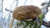 Древесный гриб вешенка в Долине Балки Круглик
