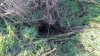 Нора крупного животного в перспективной ООПТ Новониколаевский лесопарк