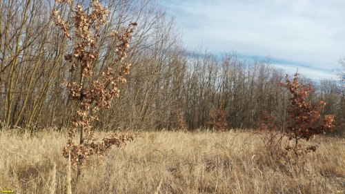 Дуб черешчатый самосевом вырастает на окраине Медвёдовской падины