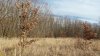 Дуб черешчатый самосевом вырастает на окраине Медвёдовской падины