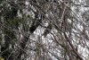 Ушастая сова в перспективной ООПТ (дополнительная-1) Совиный лес